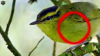 Download lagu SUARA BURUNG CIKRAK DAUN YANG MANTUL MANTAP BETUL mp3 Download lagu SUARA BURUNG CIKRAK DAUN YANG MANTUL MANTAP BETUL mp3