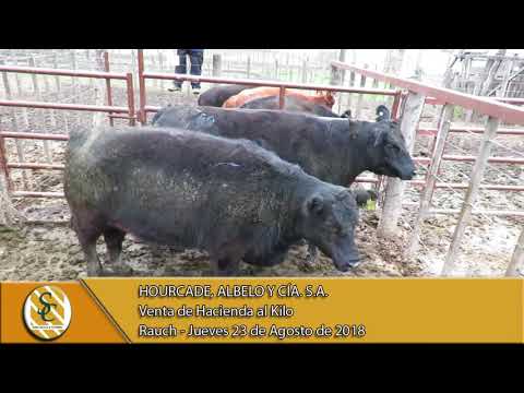 23-08-18 Venta de Gordo - Hourcade, Albelo y Cía. S.A. - Rauch