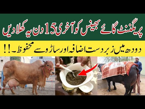 ghaban janwar ko tayar karnay ka best desi tarika