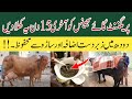 Ghaban Janwar Ko Tayar Karnay Ka Best Desi Tarika