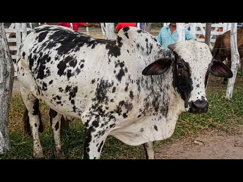 FEIRA DO GADO EM JUREMA-PE  24-10-2024  #nordeste