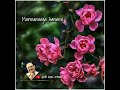 Kumthalakadi Kumthalakadi Mannan Spbisaiaruvi8661