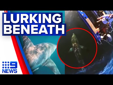 Queensland fisherman circled by massive great white shark | 9 News Australia