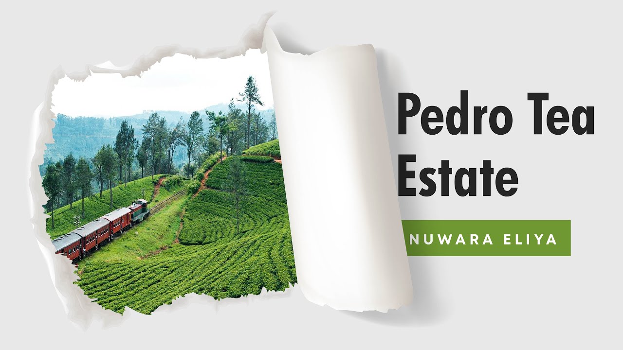 Experience the highlights about visit to Pedro Tea Estate.