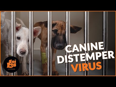 The evil that is distemper
