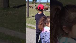 Download lagu Too Close to Bison 🦬 mp3 Download lagu Too Close to Bison 🦬 mp3