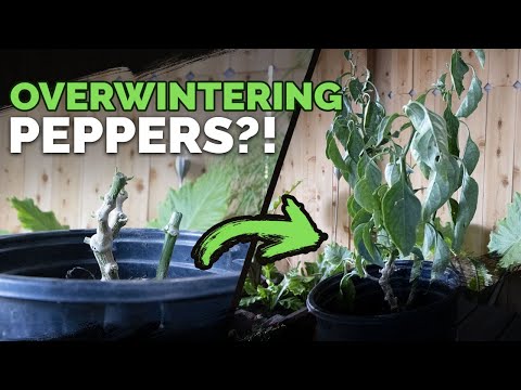 Grow the Same Pepper Plant Two Years in a Row