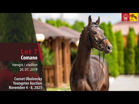 Youngster Auktion Lot 07 Comano Hengst v. Cornet Obolensky - Sir Shutterfly
