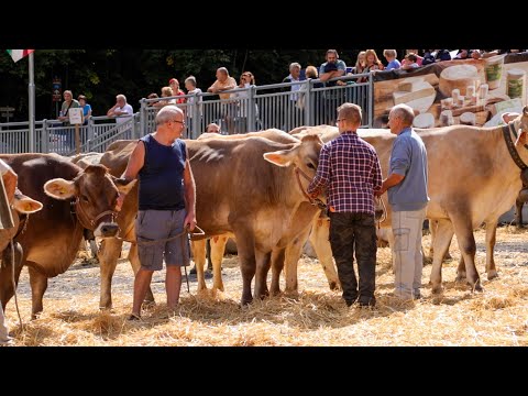 Valtorta, la fiera bovina 2022