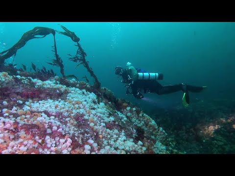 Scuba diving in Sundstraumen, Norway / Dykning i Sundströmmen (granne till Saltströmmen)