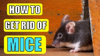 8 Natural Ways to Get Rid Of Mice  (POPULAR HOME REMEDIES)