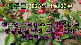 4월23일 명자나무 앤드리스썸머수국 분홍말발도리 프랑스장미 가뭄비소나무