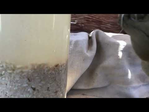 First Week of Rice Wine Yeast Fermentation Experiment Stirring and Shaking Bubbles Out