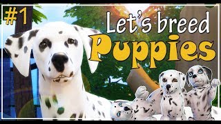 🐶 The Sims 4 Cats and Dogs | Let