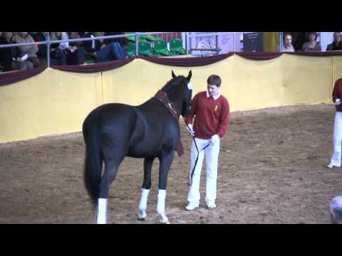 Champion et 2ème réserve de l'approbation des étalons du sud de l'Allemagne à Münich - 2011