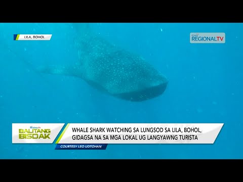 Balitang Bisdak: Whale shark watching, gidagsa sa Lila, Bohol