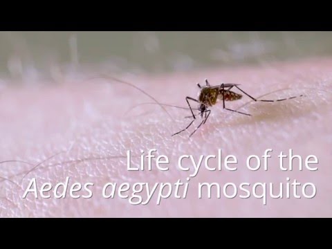 Life cycle of the mosquito Aedes aegypti