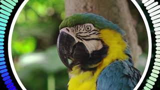 Sounds of Birds in the Amazon Rainforest - Deep Meditation | Bird Lovers