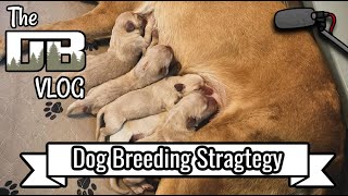 Cali Puppies Incoming! The Breeding Strategy Behind Our Newest Litter | Ep: #237