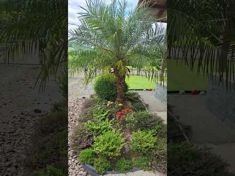 🍃 #youtube #shortsvideo #natureza #taió #santacatarina #brasil #world #travel #blogueira #mood #life