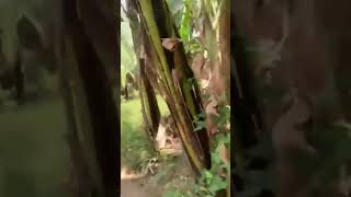 Download lagu Mamay's tinong farm nakapasyal na nman mga apo nya 🤩🤩🤩 #farm #farmlife #farming mp3