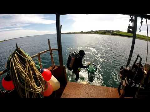 Scallop Divers Orkney - Polish Diving Scotland