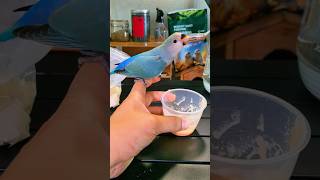Download lagu A day in the life of a parrot owner with an unweaned lovebird #pet #birds #parrots #lovebirds mp3 Download lagu A day in the life of a parrot owner with an unweaned lovebird #pet #birds #parrots #lovebirds mp3