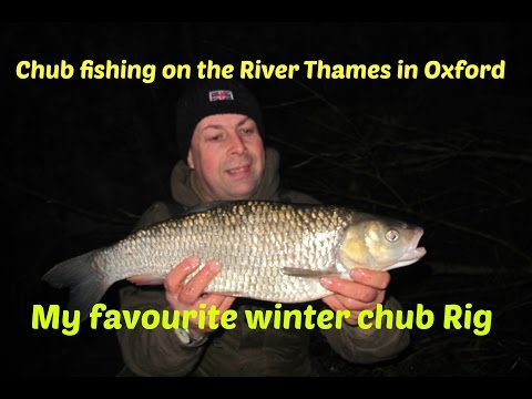 Chub fishinhg on the River Thames - How to set up a cage feeder rig