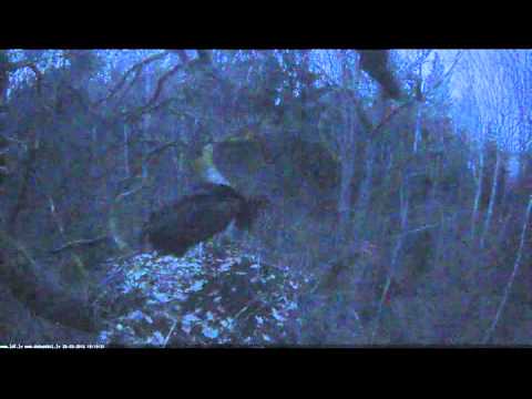 2016/03/26 19h12m50s  melnais starkis  Black Stork defends its nest against tawny owls
