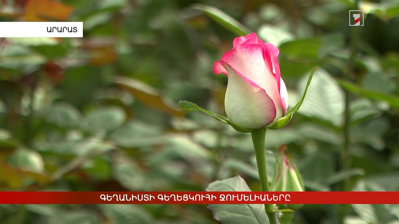 Գեղանիստի գեղեցկուհի Ջումելիաները