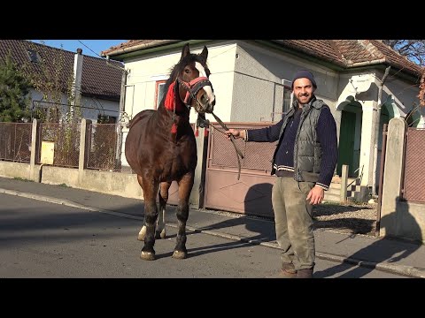 Caii lui Csabi de la Floresti, Cluj -  2019 Nou!!!