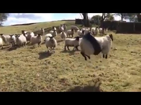Funny animal videos - Sheep and swing