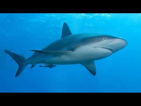 Facts: The Caribbean Reef Shark