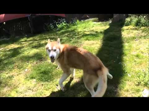 Zuhtu, an adopted Siberian Husky in Fredericksburg, VA_image-1