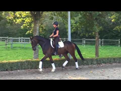 For sale: 3 year gelding grey flanell x Samarant