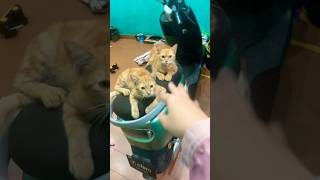 Download lagu Doing kuchi kuchi to my chihuahuas 😂😱😻#cat #chihuahua #funny #trending mp3