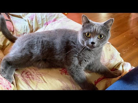 5 months after cat adoption | rescue cat | British shorthair