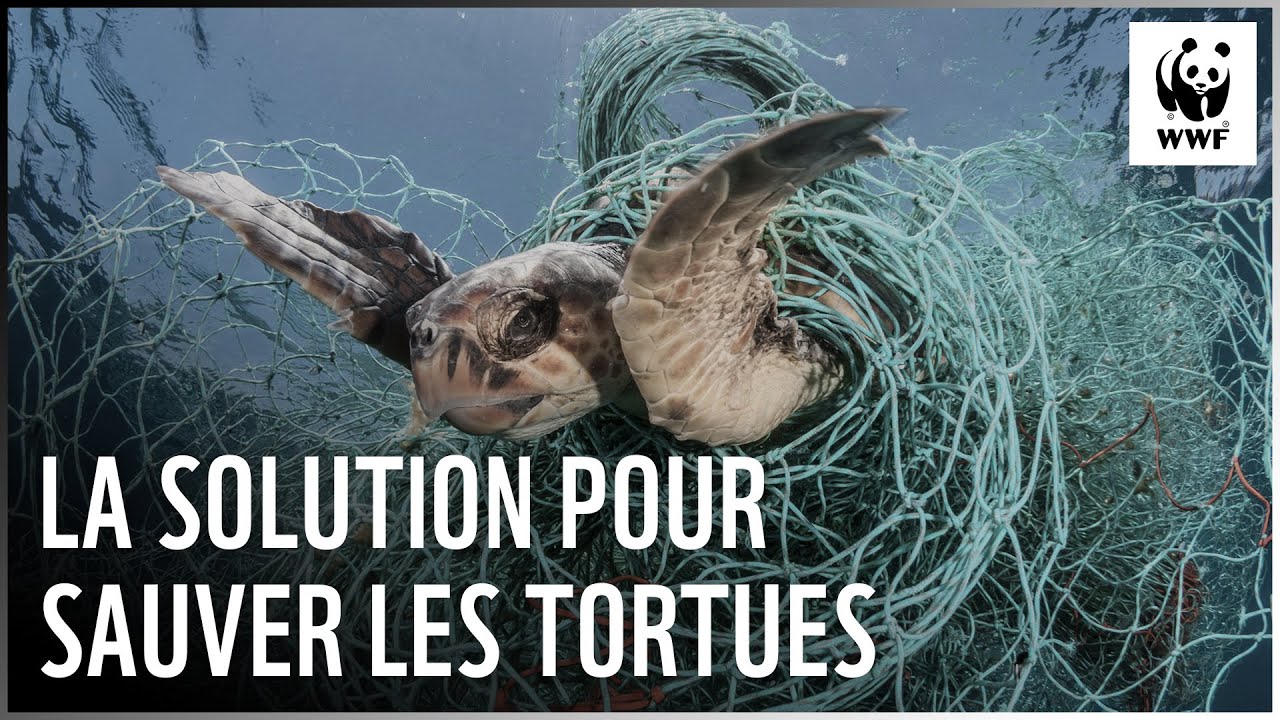 Protéger les tortues des impacts de la pêche, c'est possible !