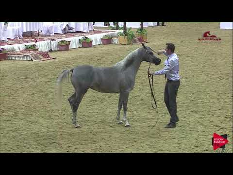 N 85 MARIA AL WAAB   2019 Al Shaqab Arabian Horse Show Festival   Fillies 2 Years Old Class 3C