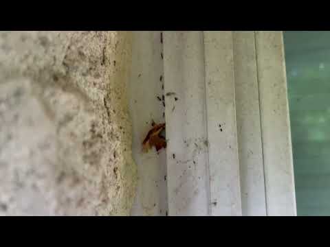 Handling the Ants Outside of the Home in Tinton Falls, NJ