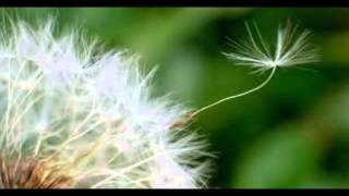 Roberto Carlos - As Flores do Jardim da Nossa Casa