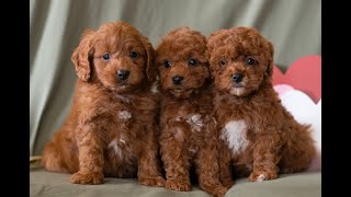Video preview image #1 Cavapoo (Miniature) Puppy For Sale in DORNSIFE, PA, USA