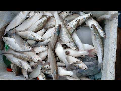 PESCARIA DE TAINHAS PITIU, ROSÁRIO MARANHÃO