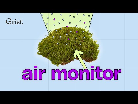 What moss tells us about air pollution