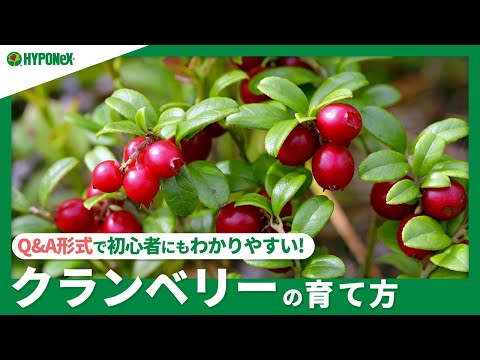 園芸 リンゴンベリー、スポッテッド クランベリー、レッド ブルーベリー