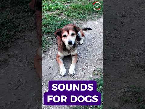 Funny Birds toy sounds for dogs  #dogsounds #toys #petsounds