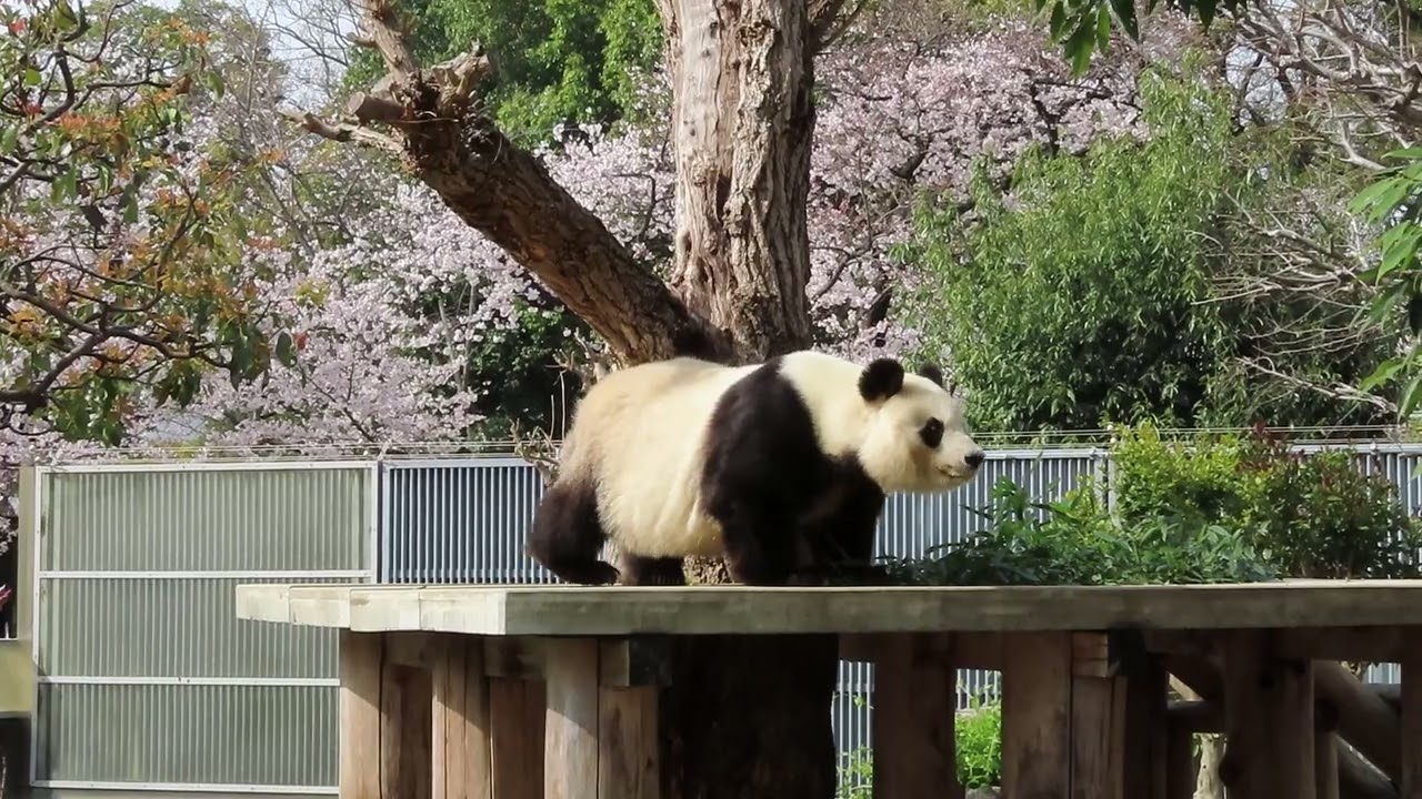 2021年3月29日【選】桜バックにニンジン食べパンダ
