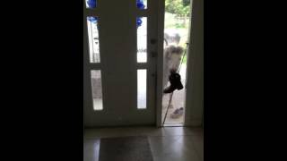 My pony shocked me by opening the door