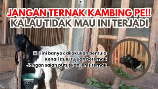 Download lagu Pemula Jangan Pelihara Kambing PE ❗❗ Kalau Belum Punya Hal Ini mp3 Download lagu Pemula Jangan Pelihara Kambing PE ❗❗ Kalau Belum Punya Hal Ini mp3
