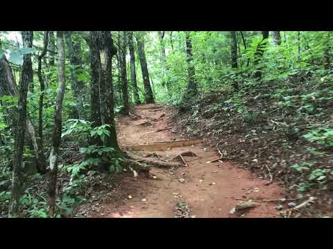 Fern Cove Black Rock Mountain State Park Ga The Dyrt